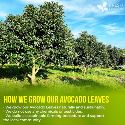 Premium Avocado Leaf Tea Bags (40 Tea Bags)