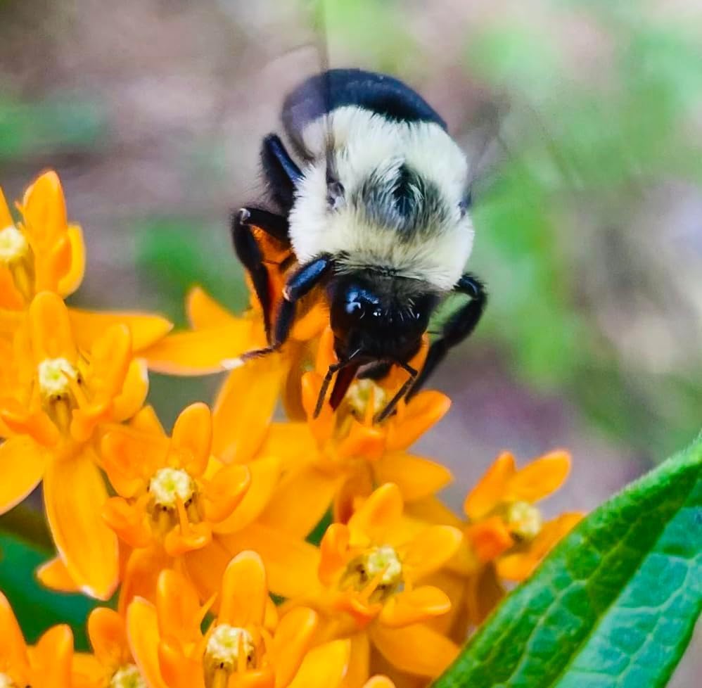 6 Butterfly Milkweed (6 Plants)