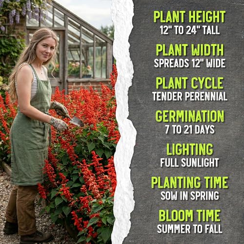 Scarlet Sage Seeds to Plant Perennial Red Salvia 5 Packs (5 Packs / Scarlet Salvia)