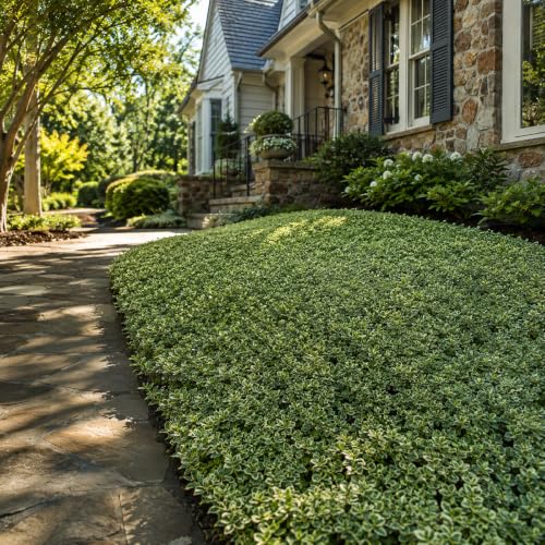 Jasmine Asiatic Variegated Plants (3 Count)