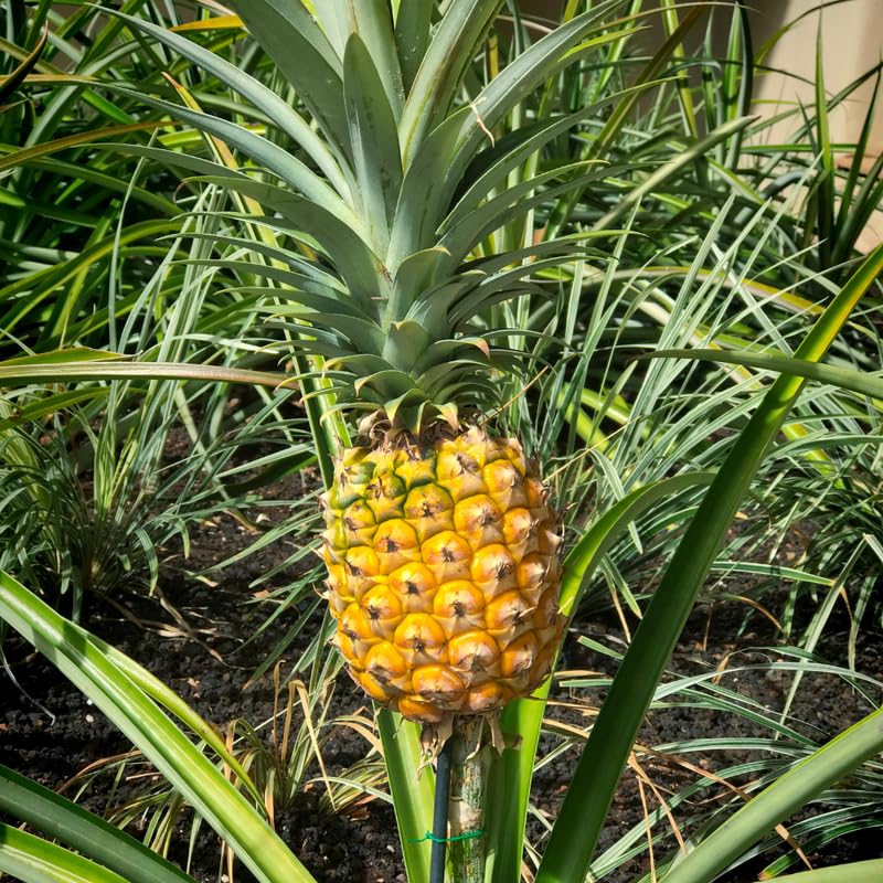 Pineapple Plant Live (Gold Pineapple)