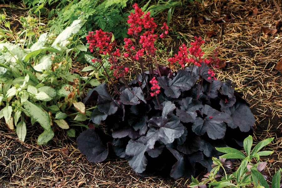 Live Perennial Plants (3 Pots)