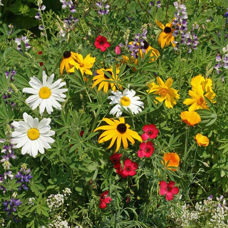 Native Pacific Northwest Wildflower Seed Mix (1/4 Pound / Native Northwest)