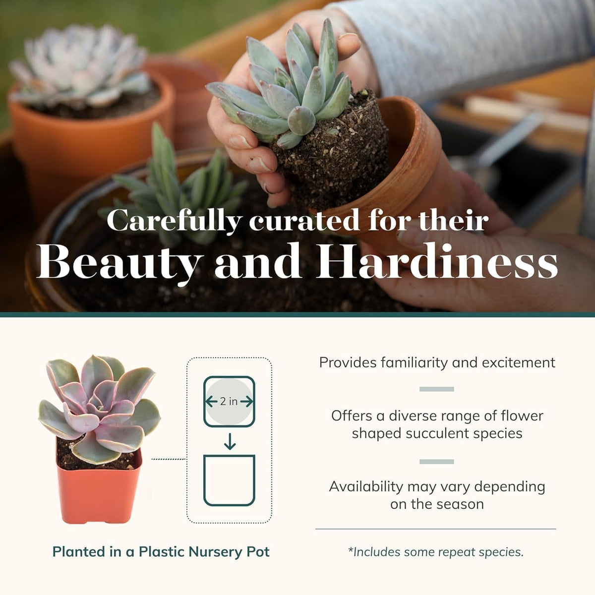 Wild Rosette Succulent Plant Pack (40 Pack)