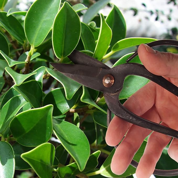 BambooMN Bonsai Basics Set - 8" Concave Cutter, 7" Heavy Duty Shear - 30 Sets