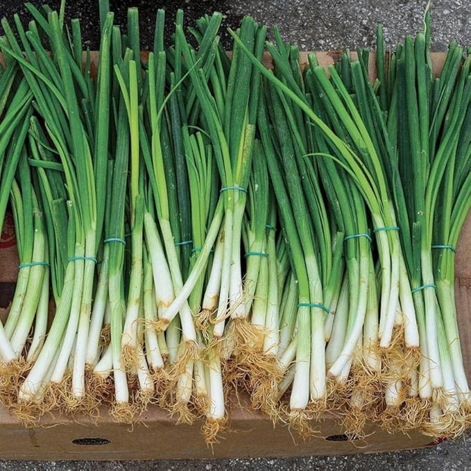 Park Seed Stir Fry Vegetable Seed Collection – Non-GMO Garden Kit with Broccoli, Snap Peas, Carrots, Sweet Peppers & Green Onions – Nutrient-Dense Superfoods for Cooking, Total of 1,605 Seeds