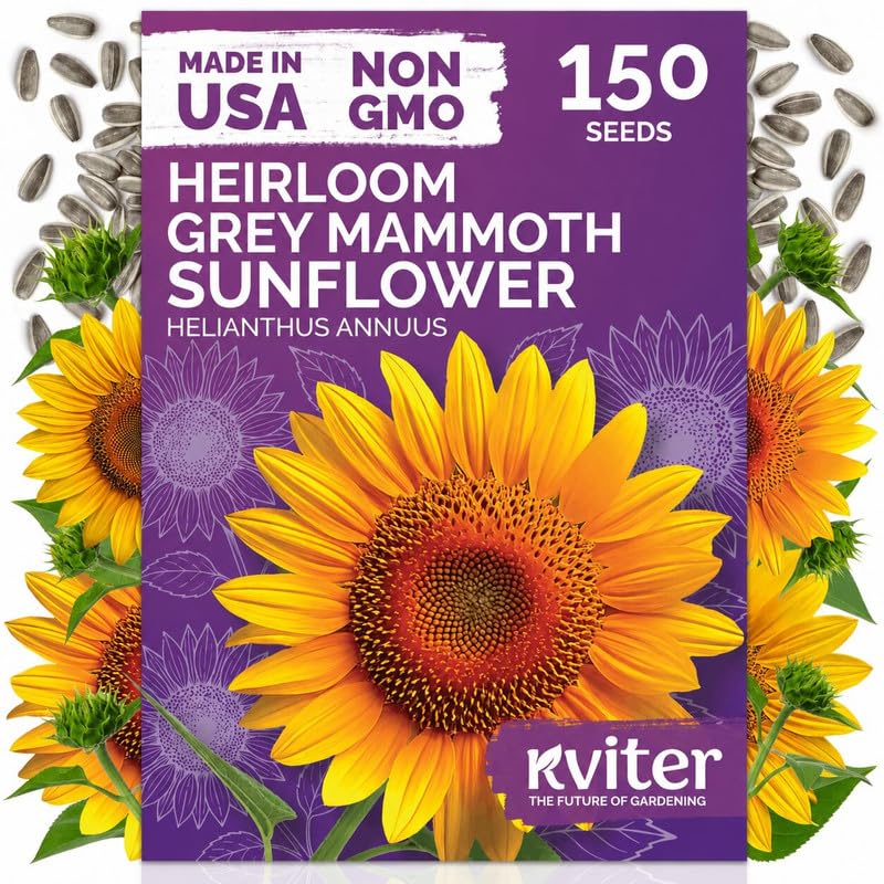 150 Mammoth Grey Stripe Sunflower Heirloom Flower Seeds