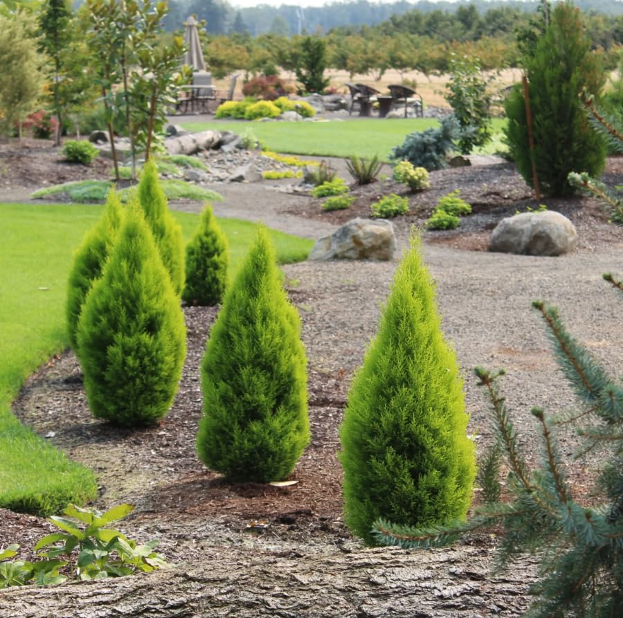Live Lemon Cypress Plant (4 Count (Cup) / cypress-lemon)