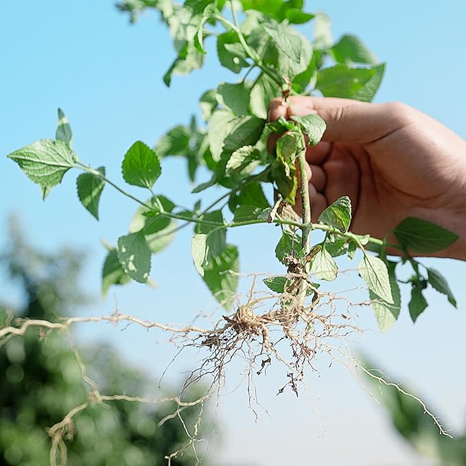 Seesii Electric Stand Up Weed Puller Tool with 20000RPM High-Torque Motor, TD4000 Battery Powered Garden Weeder Total 4000mAh, 3-Claw Steel Head for Smooth Weeding,Gift for Garden Enthusiasts