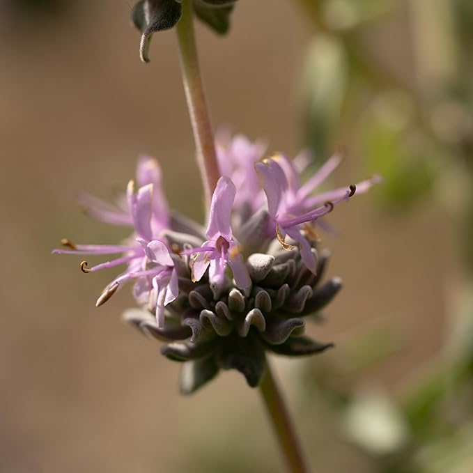 Plant Good Seed California Natives Seeds for Planting - 8 Packet Collection - Sage, Yarrow, Nettle, Poppy, Lupine, Mugwort, Hyssop - Wildflower Variety Pack