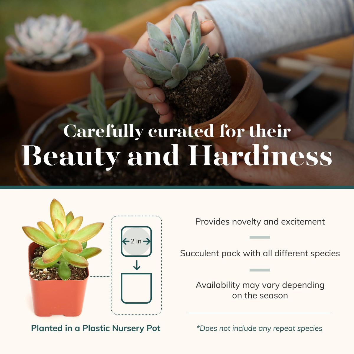 Unique Succulent Plant Pack Collection (12 Count)