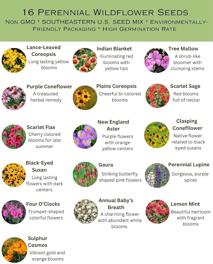 Southeastern US Bulk Perennial Wildflower Seed Mix 1lb Covers 2,000sq-ft - Attract Pollinators, Multi-Color Blooms - Southeast US Species Plant in Spring/Fall, Earth-Friendly Packaging (1/4 Pound)