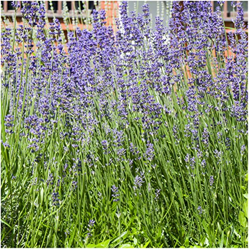 Munstead Lavender Seeds for Planting Fragrant Herbs 5 Packs (5 Packs)