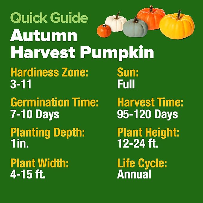 HOME GROWN Pumpkin Seeds for Planting - 5 Variety Mix - 40 Seeds - Heirloom Non GMO USA - Vegetable Garden - Edible & Jack O Lanterns - Connecticut Field Blue White Mini - Autumn Harvest