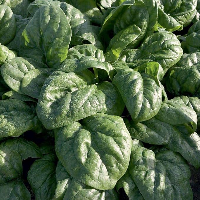 Park Seed Cool Season Vegetable Seed Collection – Non-GMO Fall Garden Kit with Beet, Carrot, Spinach, Lettuce, Kohlrabi & Mini Romaine Blend – Cold Hardy Varieties, Total of 725 Seeds