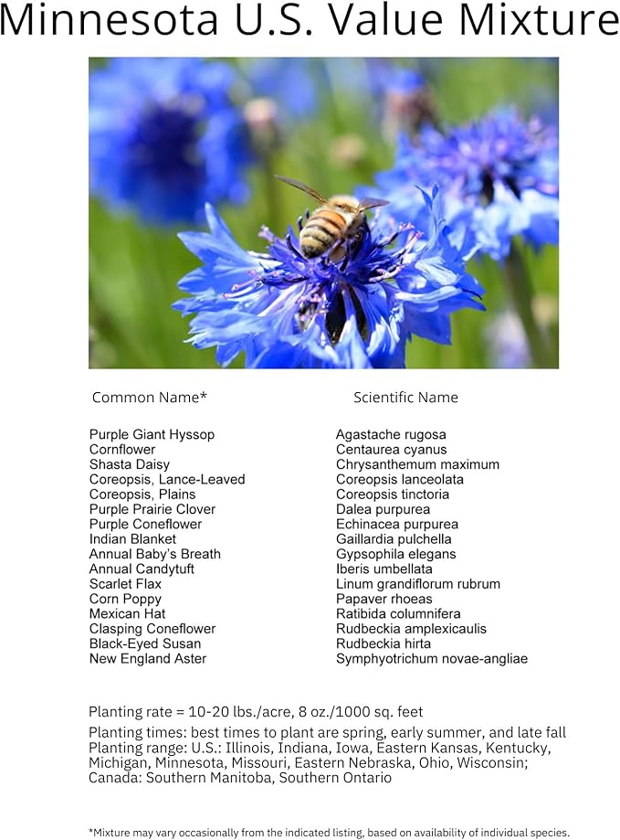 Minnesota Bulk Perennial Wildflower Seed Mix 1lb Covers 2,000sq-ft - Attract Pollinators, Multi-Color Blooms - Midwest US Species Plant in Spring/Fall - Earth-Friendly Packaging (1/2 Pound)