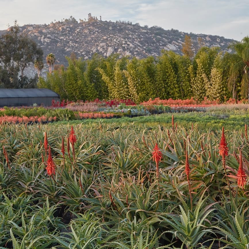 Coral Aloe Pink Edges (2 Count)