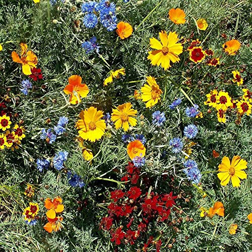 Gulf Coast Wildflower Seed Mix (80 Ounce)