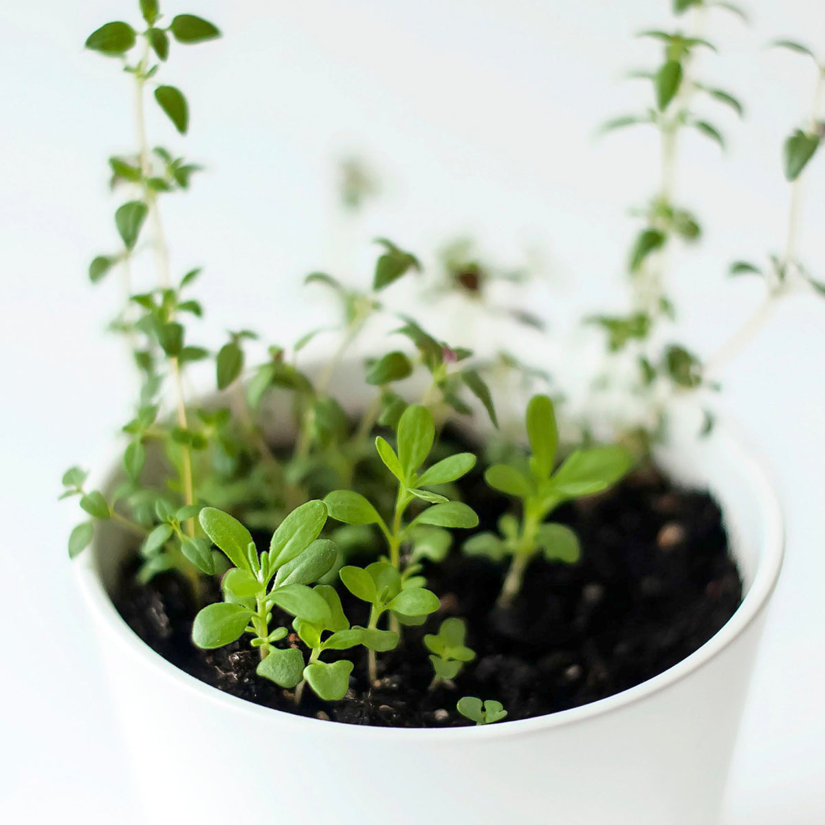 Thyme Seeds to Plant Heirloom Non (2 Packs)