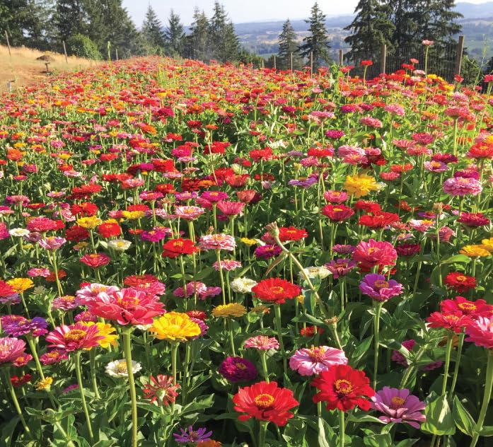 California Giant Zinnia Seeds for 2026 (1 Pound / California Giants Zinnia Mix)