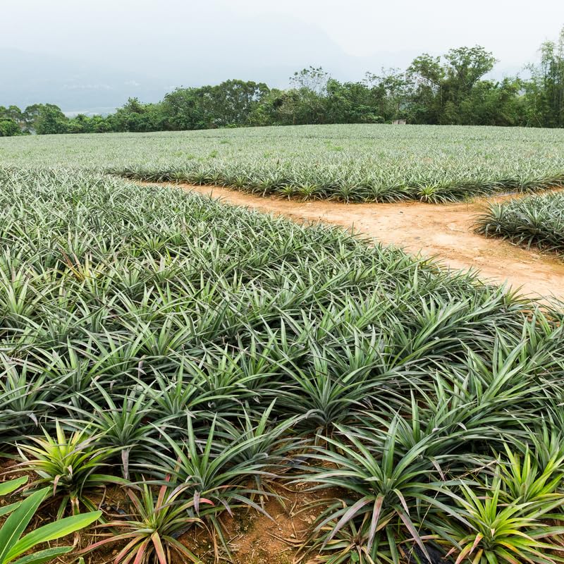 Pineapple Live Plant