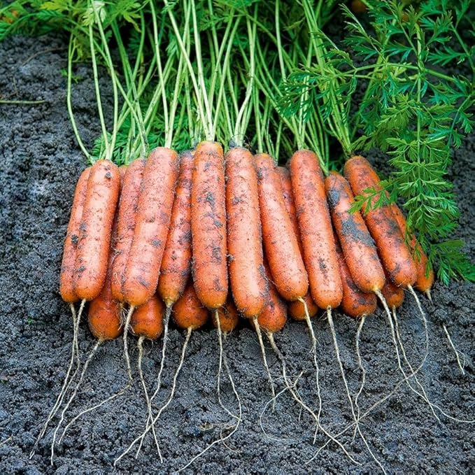 Park Seed Ultimate Container Seed Collection – Non-GMO Compact Vegetable Varieties for Patio Planters & Small Spaces, with Tomato, Pepper, Pea, Radish & Carrot, Total of 515 Seeds