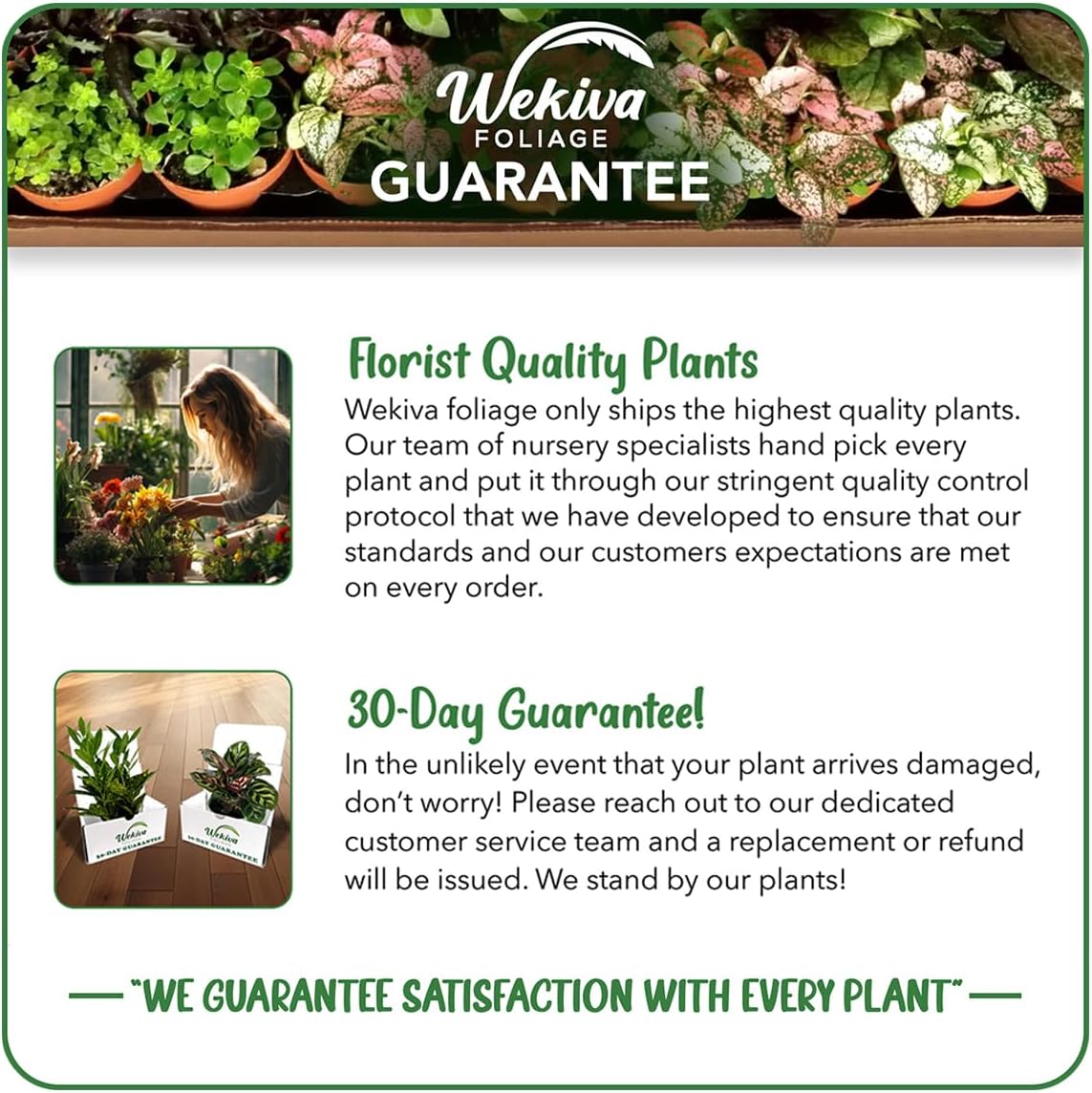 Vanilla Bean Plant - 2 Live Starter Plants - Vanilla Planifolia - Exotic Vining Orchid for Home and Tropical Garden