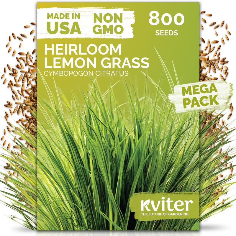 800 Lemongrass Heirloom Herb Seeds for Planting