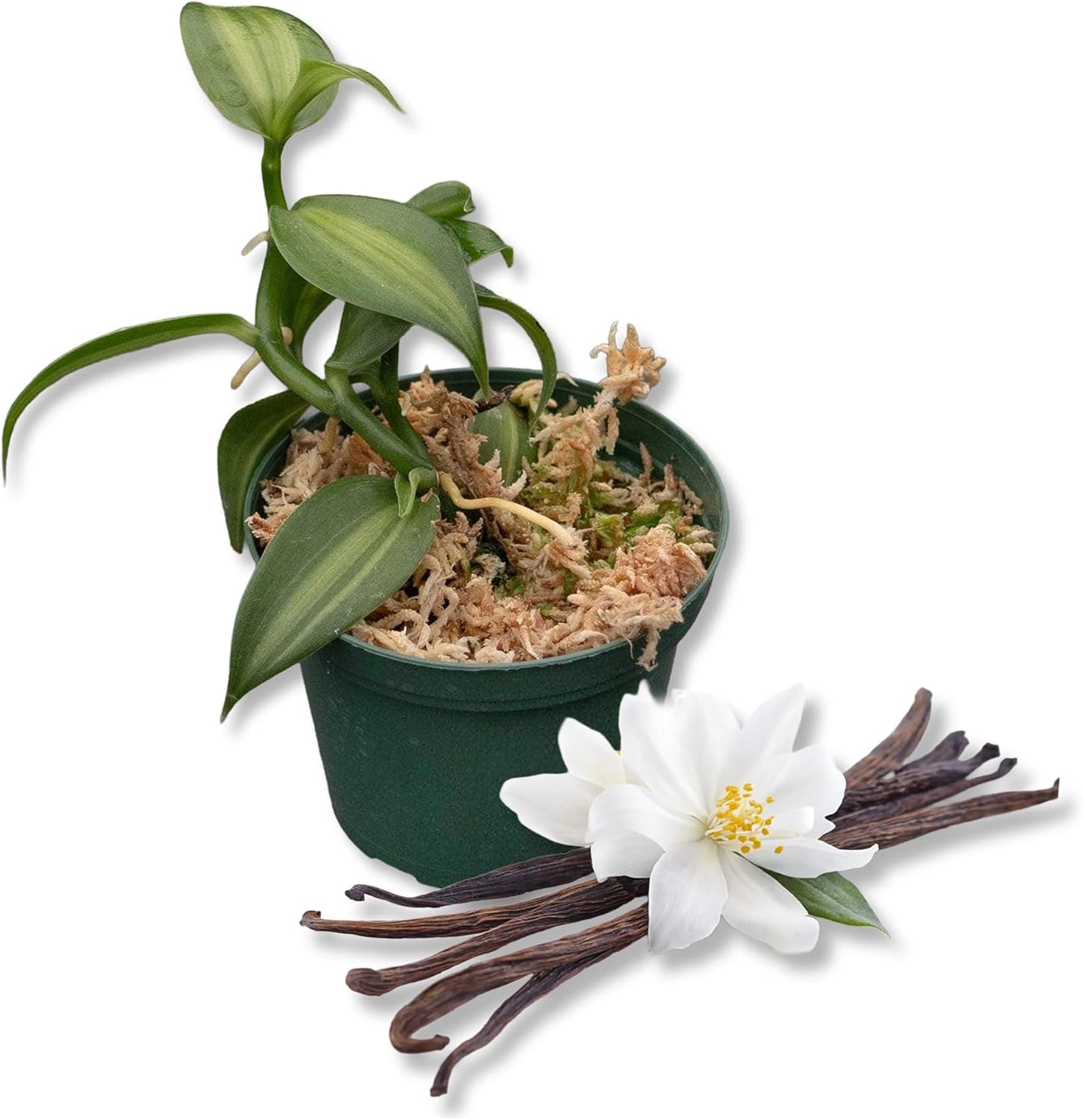 Vanilla Bean Plant - Live Starter Plant - Vanilla Planifolia - Exotic Vining Orchid for Home and Tropical Garden