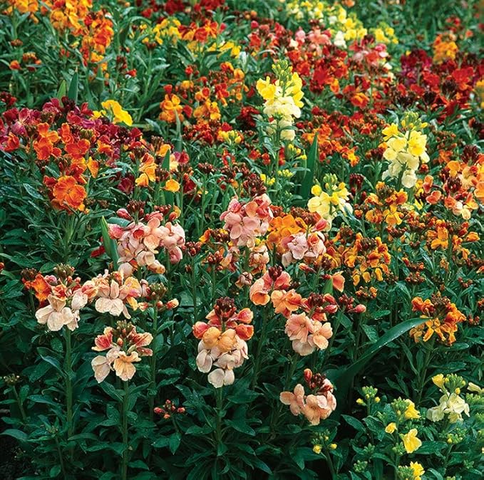 WallFlower Seeds - Fair Lady Mix - 1 Ounce - Pink/Red/Orange Flower Seeds, Attracts Bees, Attracts Butterflies, Attracts Hummingbirds, Attracts Pollinators, Fragrant, Container Garden