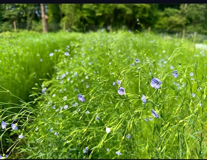 Plant Good Seed California Native Wildflower Mix Seeds for Planting: Easy to Grow Annual Flowers, Poppy, Tidytips, Lupine, Clarkia, Phacelia - 30,000 Seed Packet