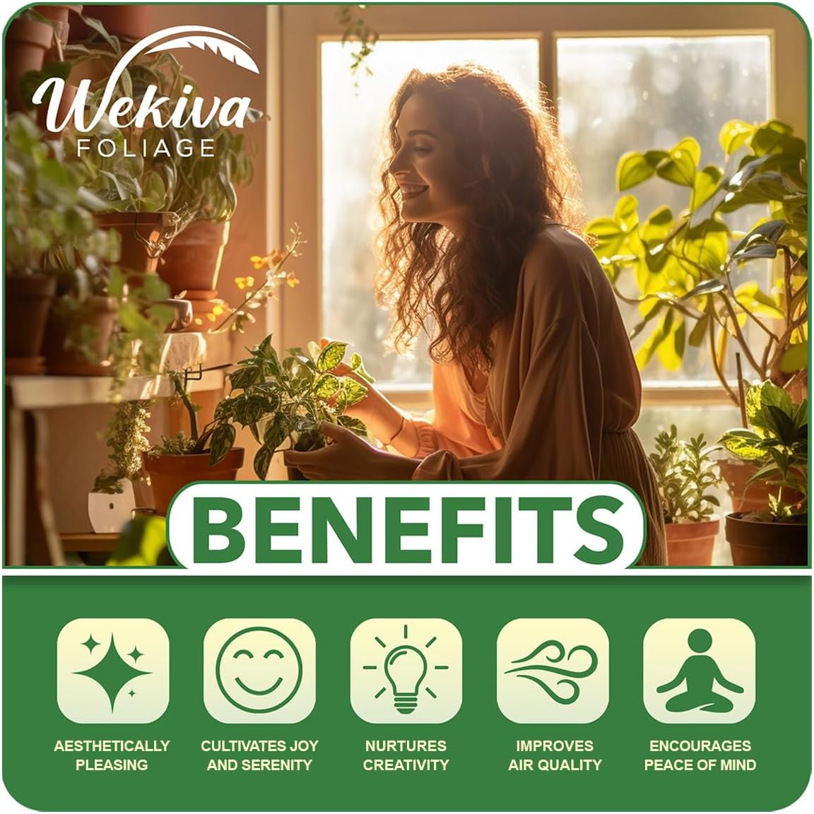 Vanilla Bean Plant - 2 Live Starter Plants - Vanilla Planifolia - Exotic Vining Orchid for Home and Tropical Garden