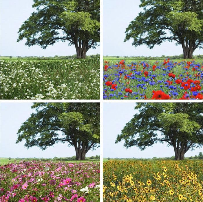 Endless Summer Annual Succession Flower Mixed Seeds for Planting (1 Pound / Endless Summer)