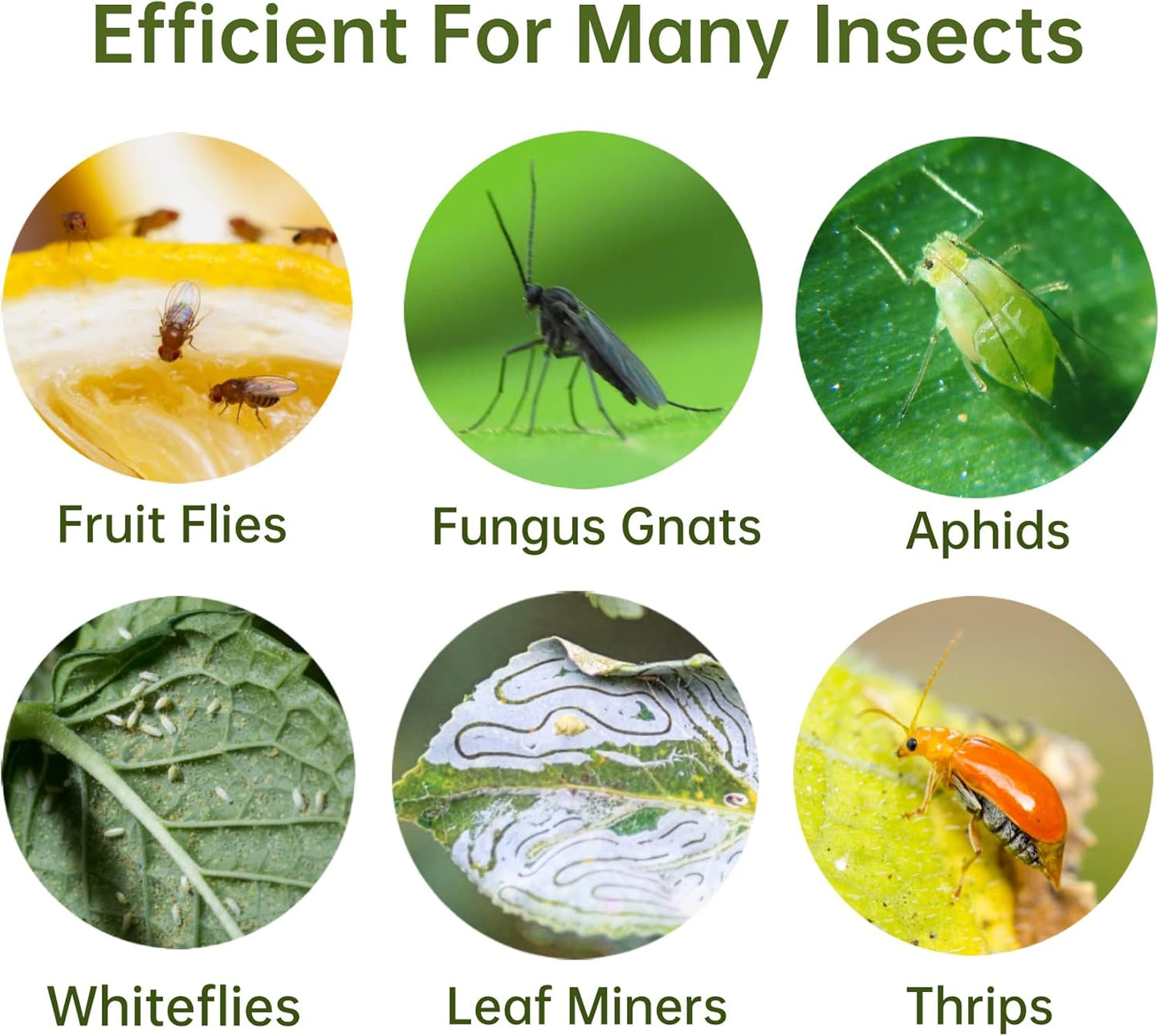 120 Pack Fruit Fly Trap for Indoors, Fungus Gnat Killer Indoor Sticky Traps for Mosquito and Flying Insects, Bug Pest Insect Catcher Killer for Houseplant Non-Toxic