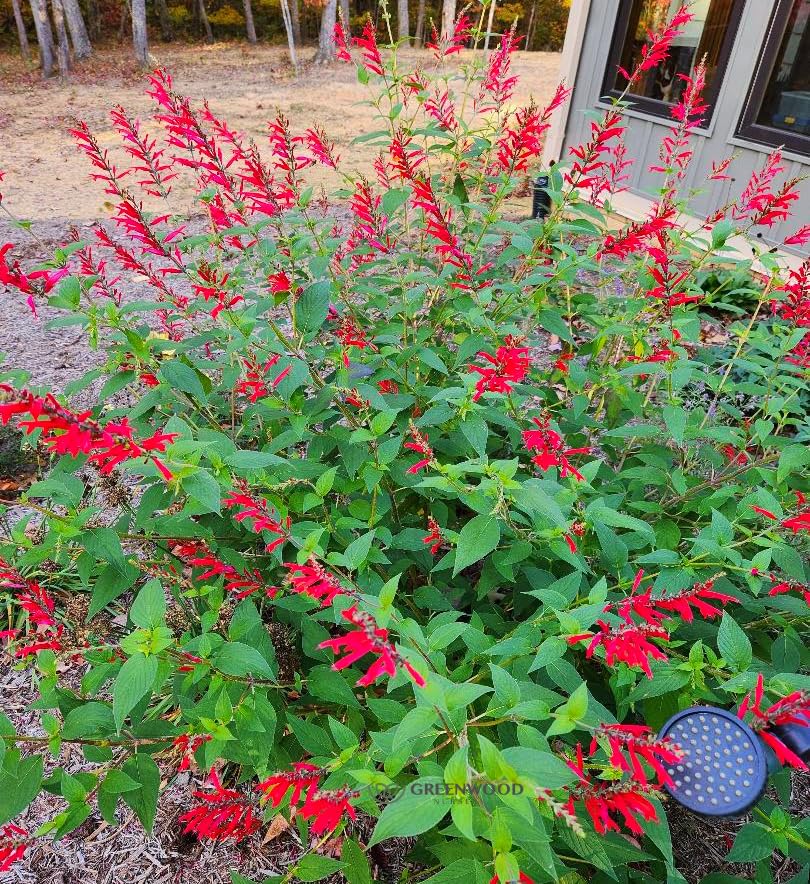 Live Perennial Plants (5 Pots)