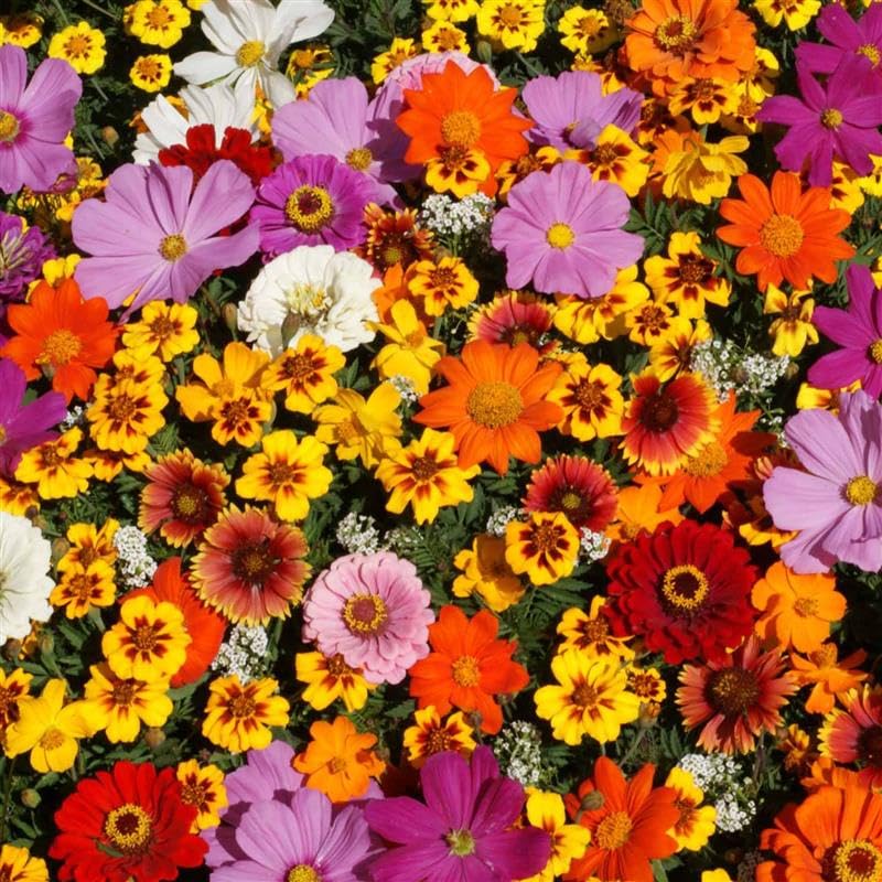 Mountain Valley Seed Co Monarch Butterfly Wildflower Mix Seeds 4 Oz (4 Oz)
