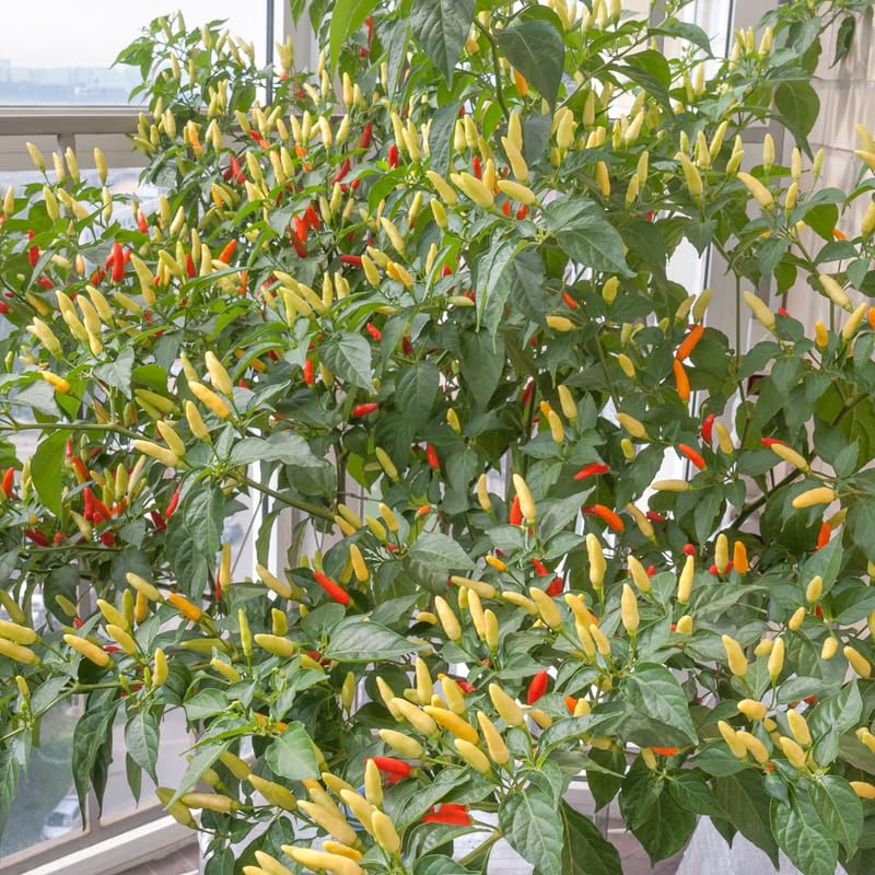 Red Pepper Plant Live (Red White Pepper)