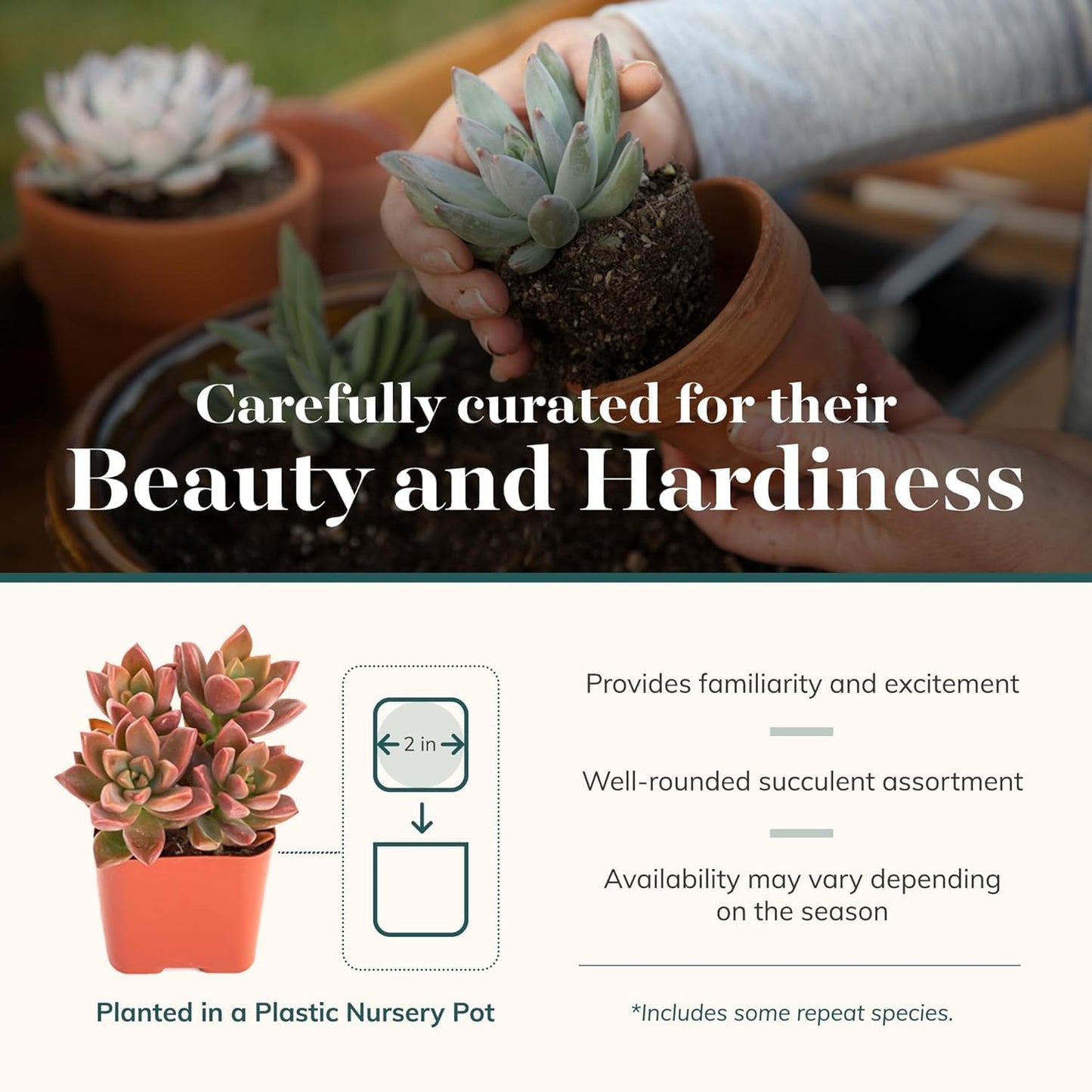 Assorted Succulent Plant Pack Collection (32 Count)