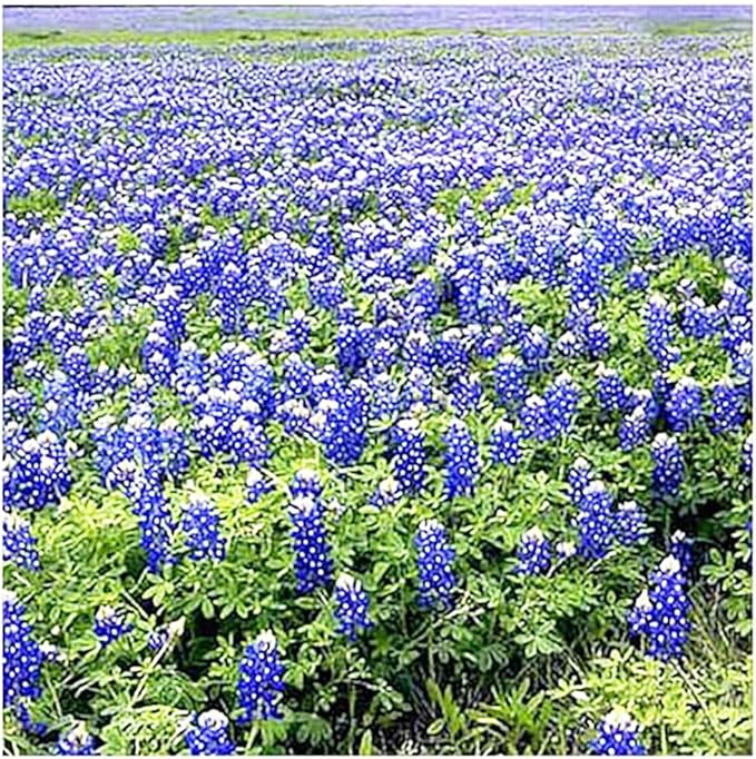 Texas & Oklahoma Wildflower Seeds Mix - Native Annuals, Perennials and Texas Bluebonnets. Non GMO Seeds.