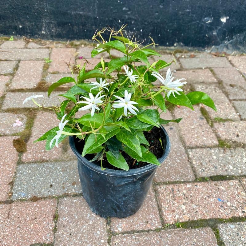 Angel Wing Jasmine (4 Count)