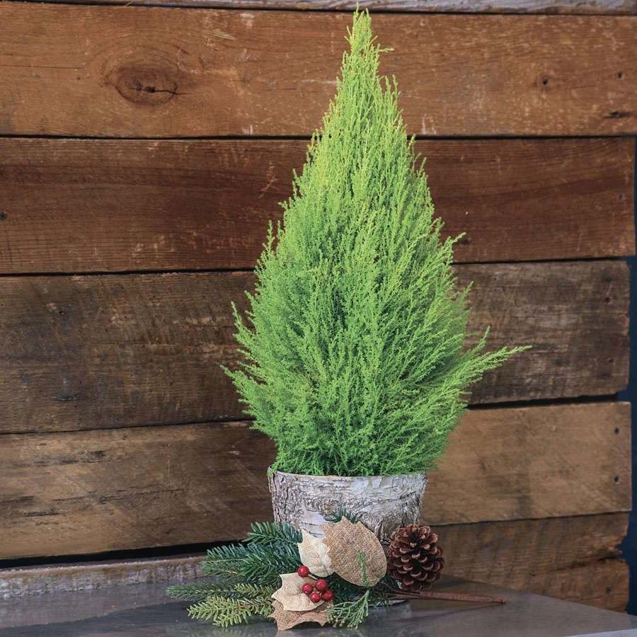 Live Lemon Cypress Plant (4 Count (Cup) / cypress-lemon)