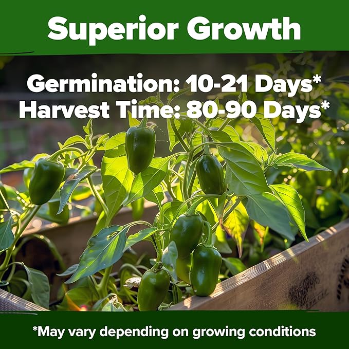 HOME GROWN Non GMO Jalapeno Pepper Seeds 129 Heirloom Seeds (Capsicum annuum) High Germination, Easy to Grow, Early Harvest Hot Peppers