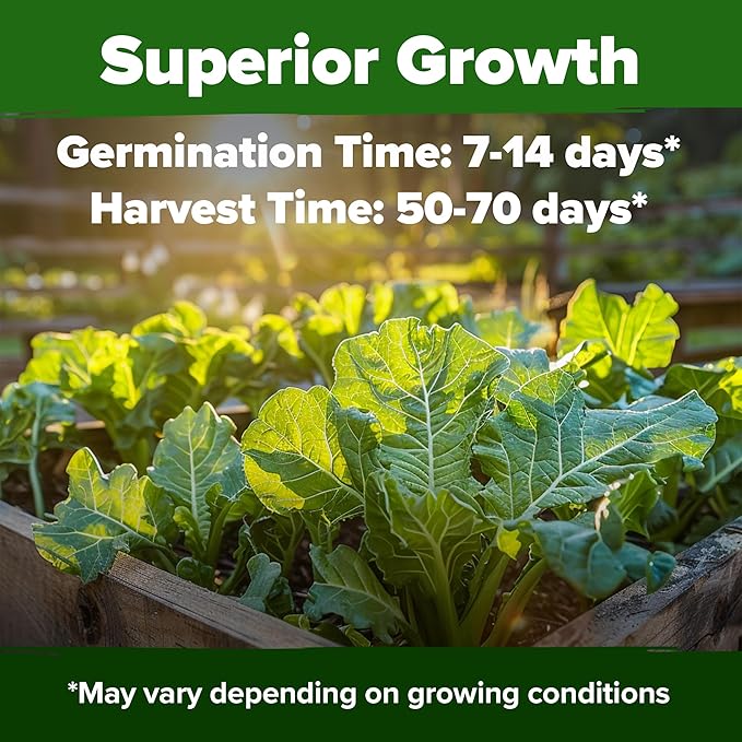 HOME GROWN Non GMO Collard Greens Georgia Southern - 300 High Germination Heirloom Seeds for Planting in Your Vegetable Garden (Brassica oleracea)