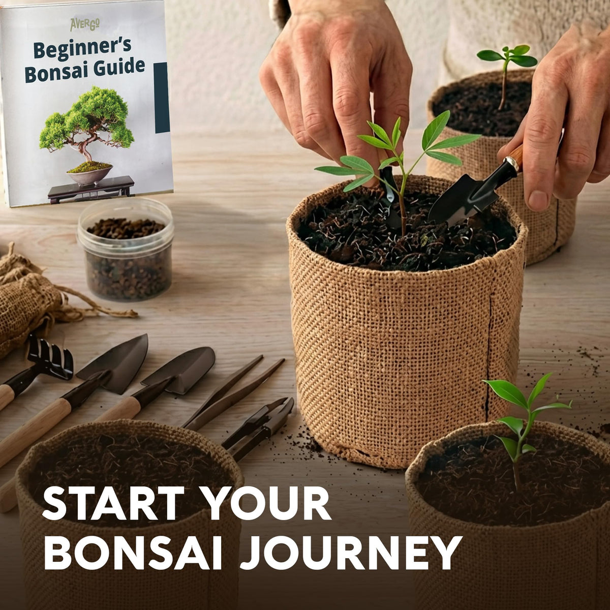 Bonsai Tree Kit Deluxe