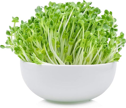 5 Lb Bulk Non-GMO Arugula Vegetable Seeds for Outdoor Garden and Indoor Salad Microgreens - Mountain Valley Seed Company Arugula Microgreens Seeds for Micro Greens Seed Kit and Micro Greens Seed Mix