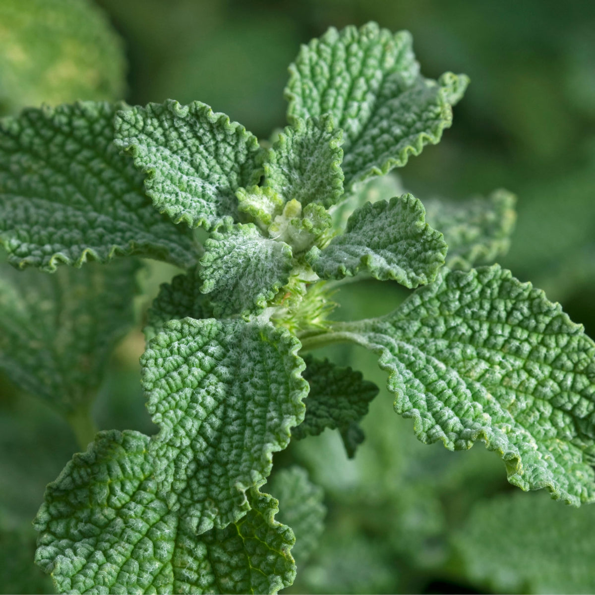 Herb Seeds to Plant Horehound (2 Packs)