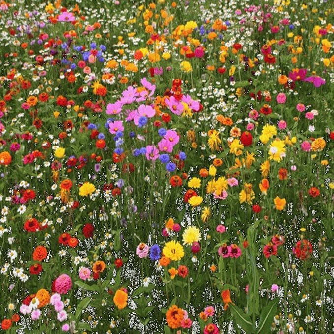 Premium North American Native Wildflower Seed Mix, No Fillers, 1/2 LB