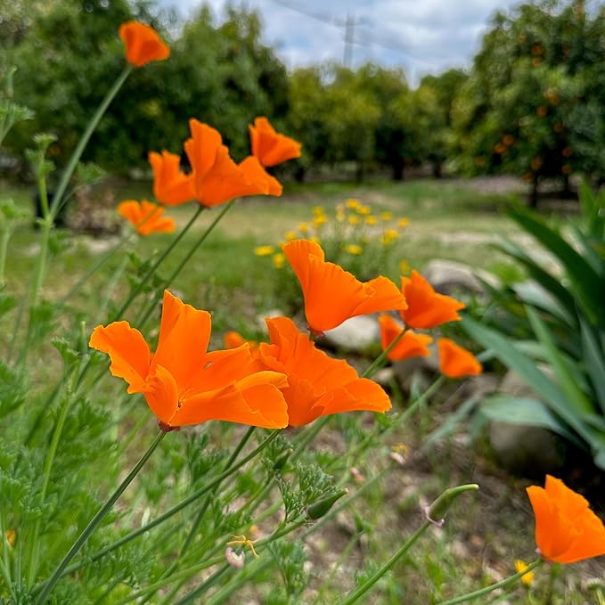 Plant Good Seed California Natives Seeds for Planting - 8 Packet Collection - Sage, Yarrow, Nettle, Poppy, Lupine, Mugwort, Hyssop - Wildflower Variety Pack
