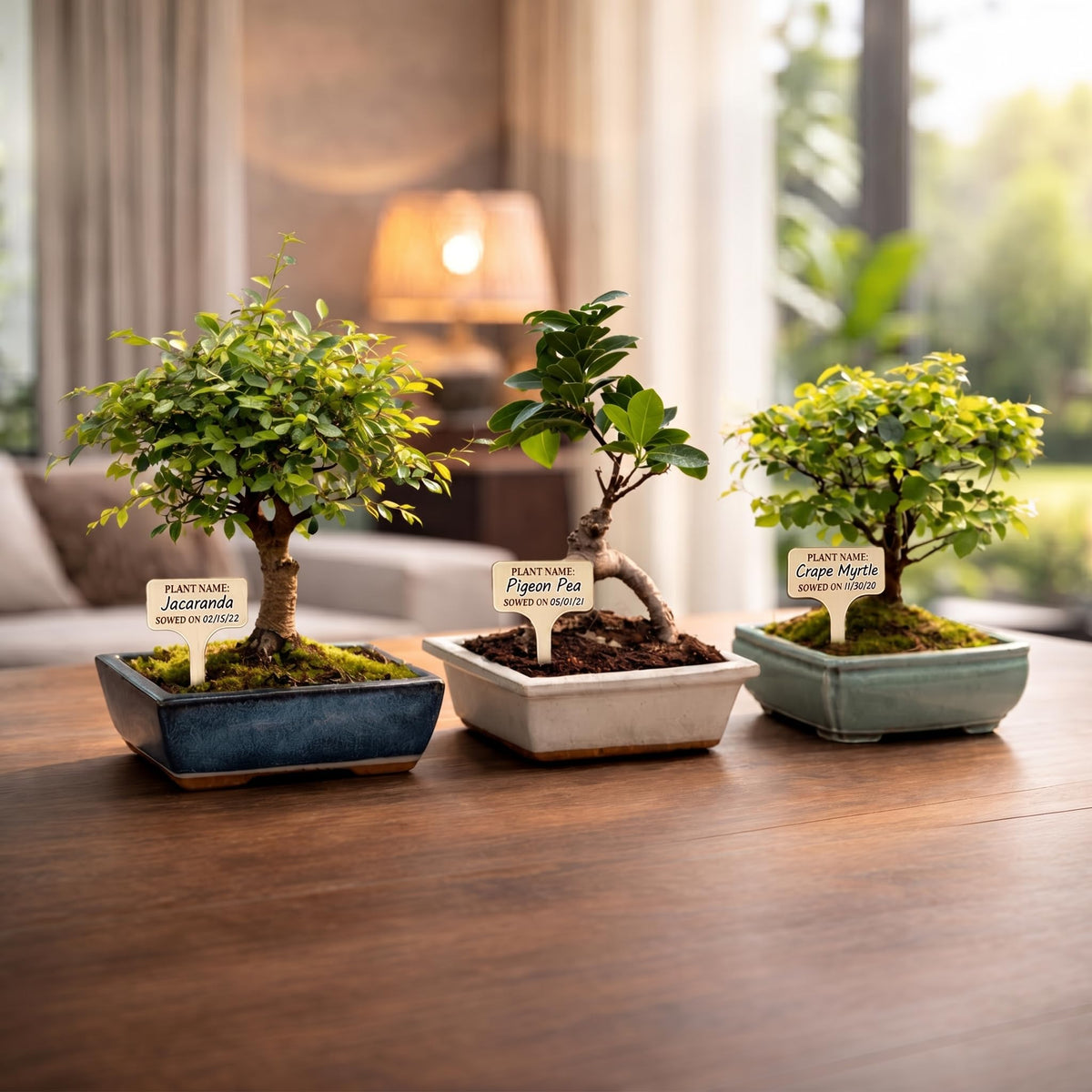 Bonsai Tree Kit Classic