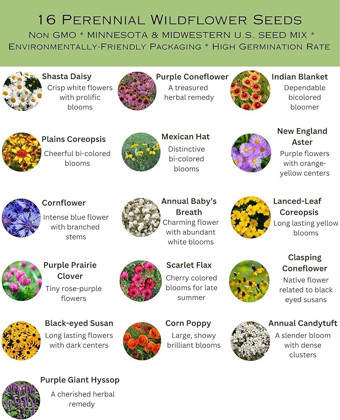 Minnesota Bulk Perennial Wildflower Seed Mix 1lb Covers 2,000sq-ft - Attract Pollinators, Multi-Color Blooms - Midwest US Species Plant in Spring/Fall - Earth-Friendly Packaging (1/2 Pound)